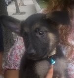 Dos meses de edad Dos meses de edad